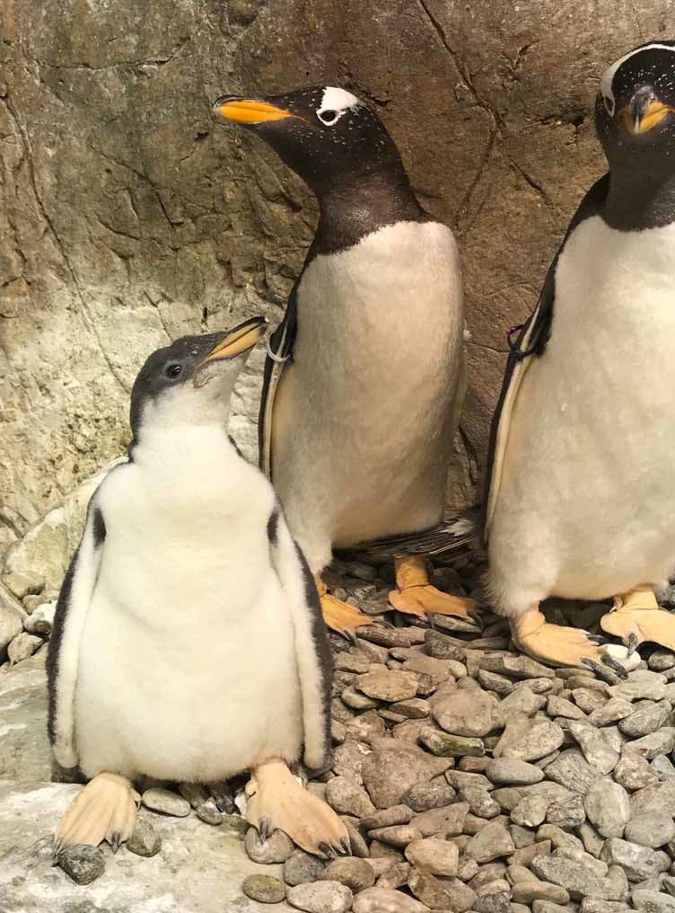 Gentoo chicks